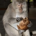 monkey_macaque_balinese_mf_ubud_v_0434_bal0435.jpg